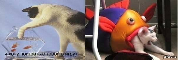 Рыба ест кота Мем