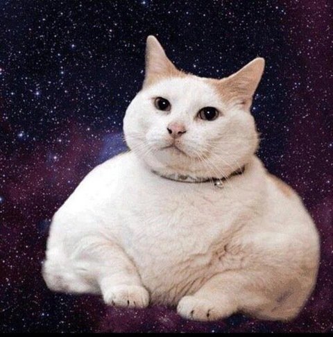 Жирная кошка