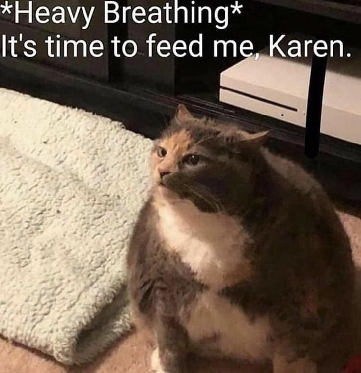 Толстый кот мемы