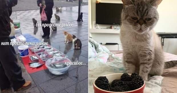 Мем с котами красивое