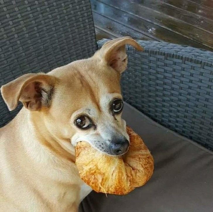 Собака булочка