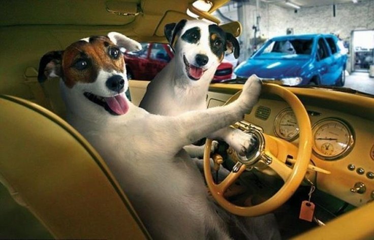 Собака в машине