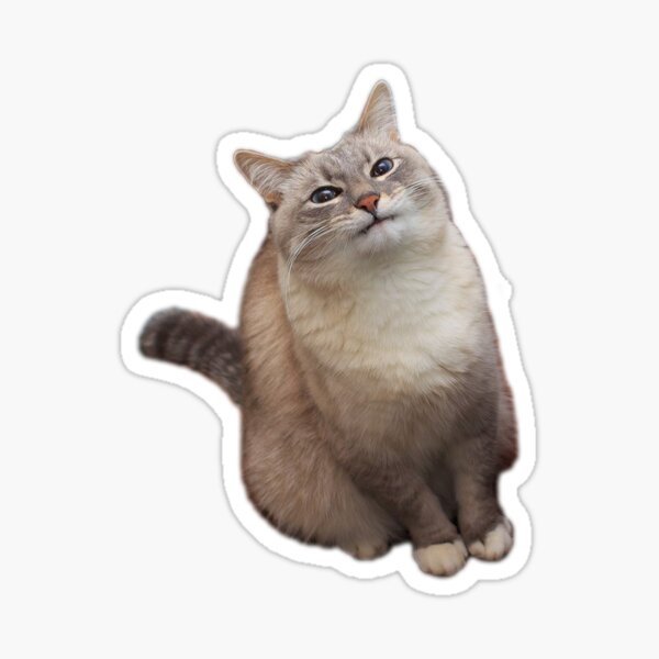 Котик на прозрачном фоне