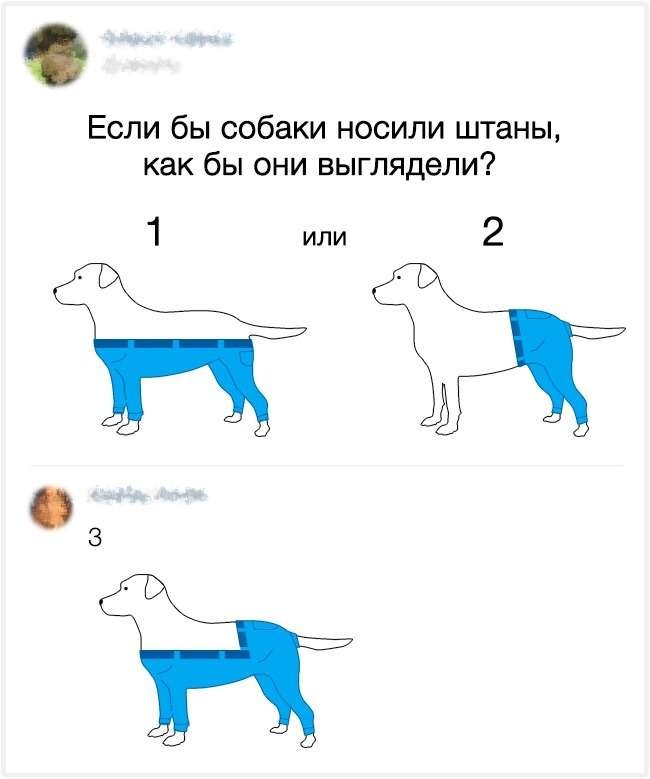 Как собака будет носить штаны