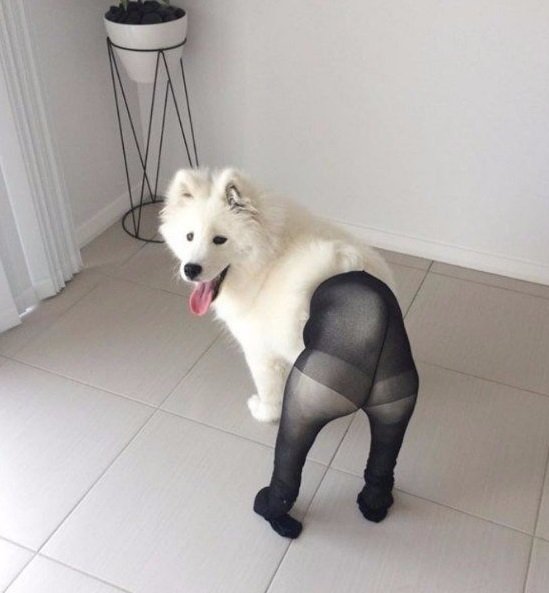 Стрижка самоеда