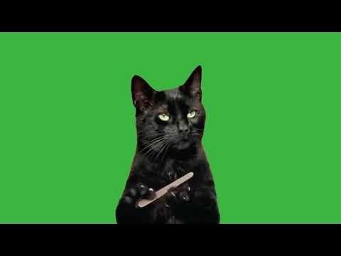Green Screen Cat Black