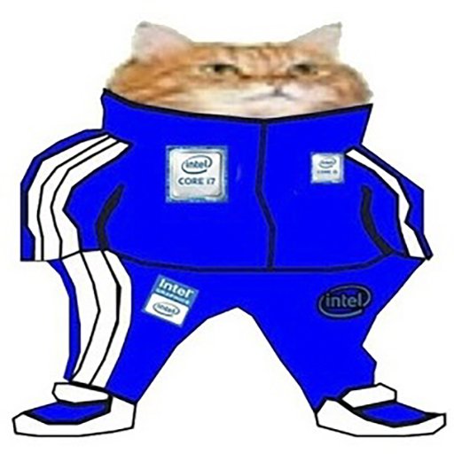 Кот в костюме адидас