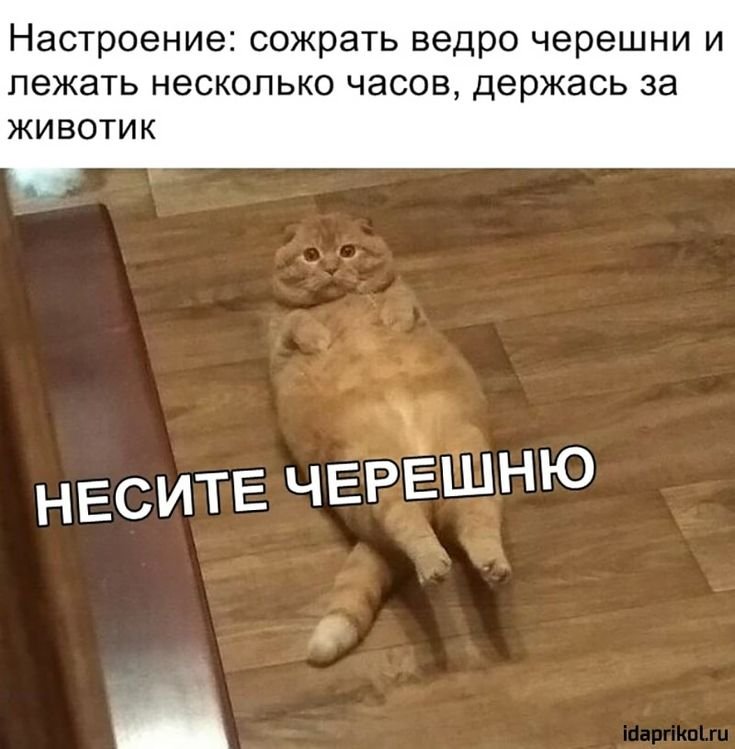 Кот Мем