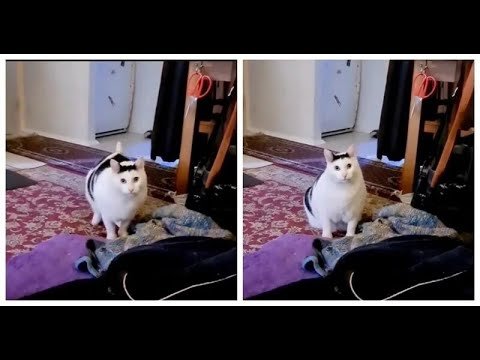 Жирненький котик