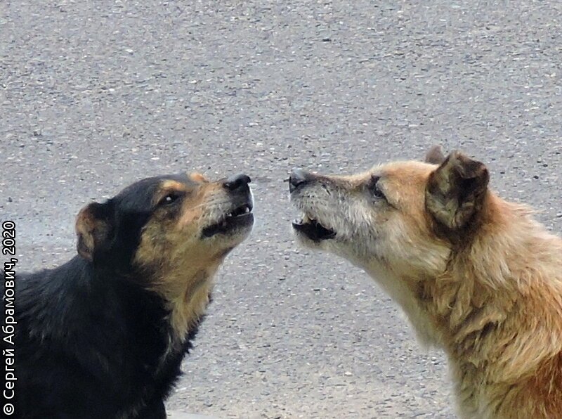 Собаки гавкают друг на друга