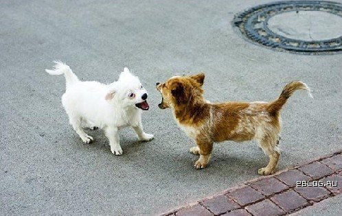 Две собаки