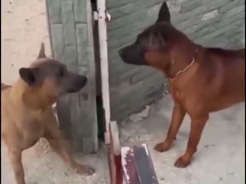 Собаки гавкают друг на друга