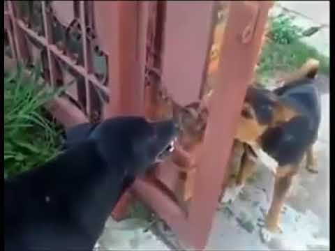 Собаки лают через забор