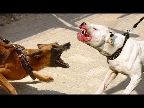 Драка бойцовских собак