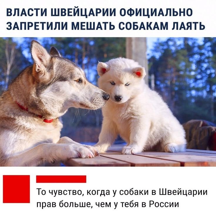 Собака лает