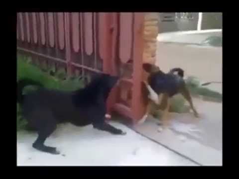 Две собаки лают друг на друга