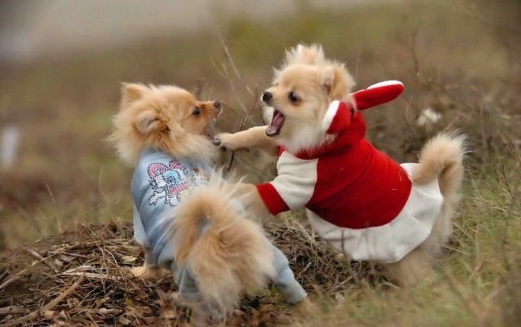 Две собачки