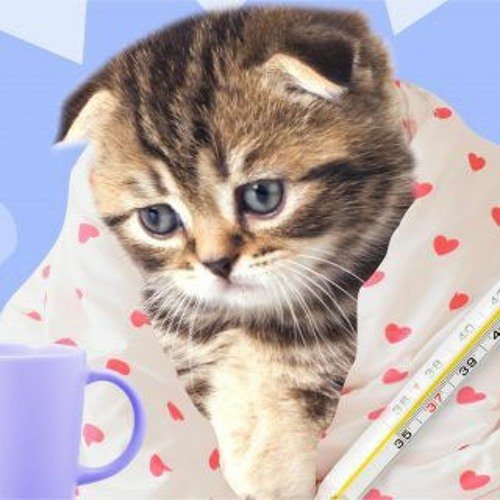 Котик с градусником