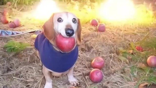 Собака в штанах