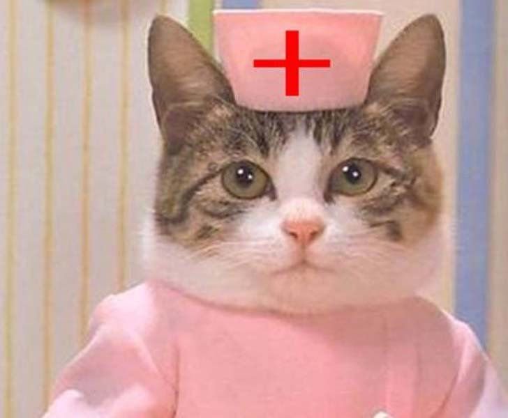 Кот медсестра