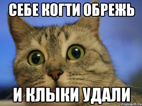 Кот с когтями Мем