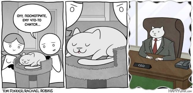 Бизнес кот