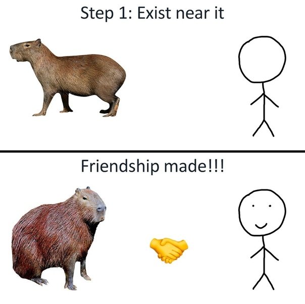 Капибара смешные картинки