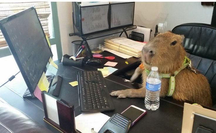 Капибра за компьютером