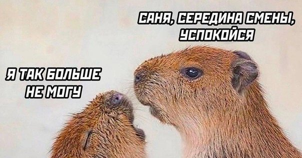 Факты о капибарах