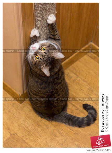 Кошка точит когти об когтеточку