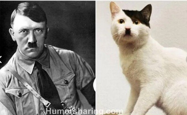 Кот Адольф Гитлер