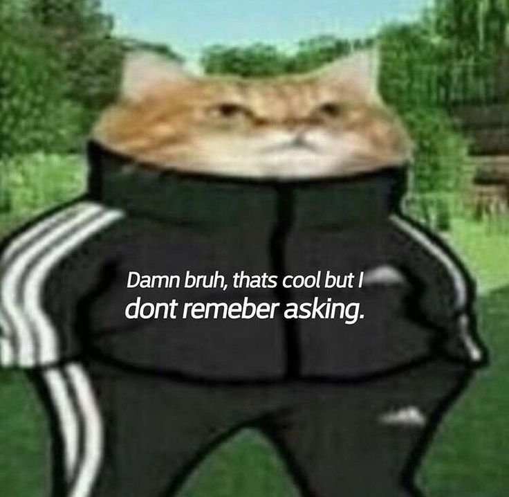 Собака в адидасе