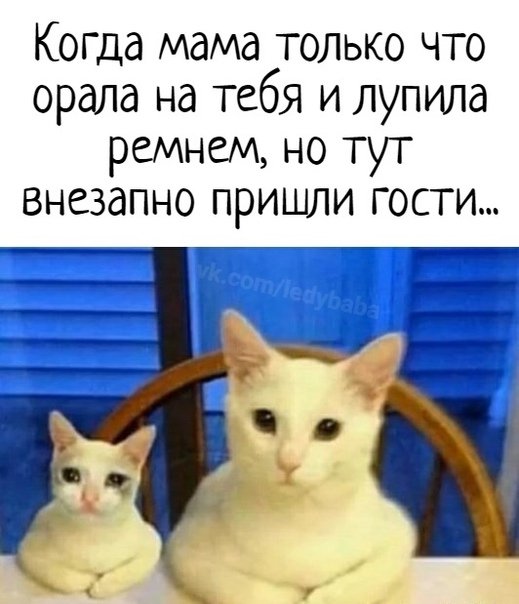 Мемы с котиками