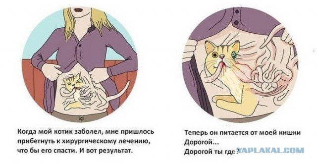 Котик простыл