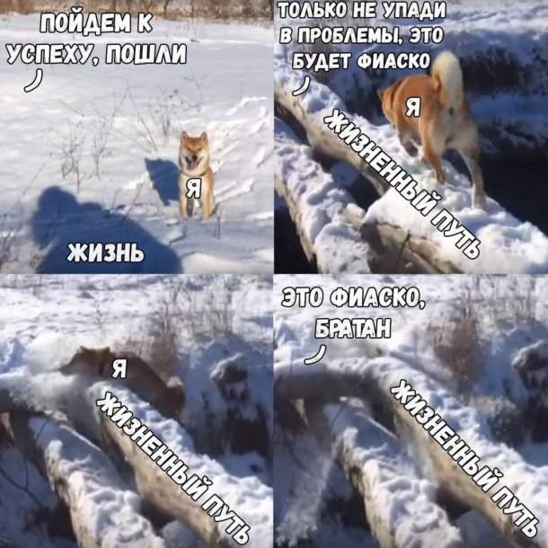 Собака фиаско