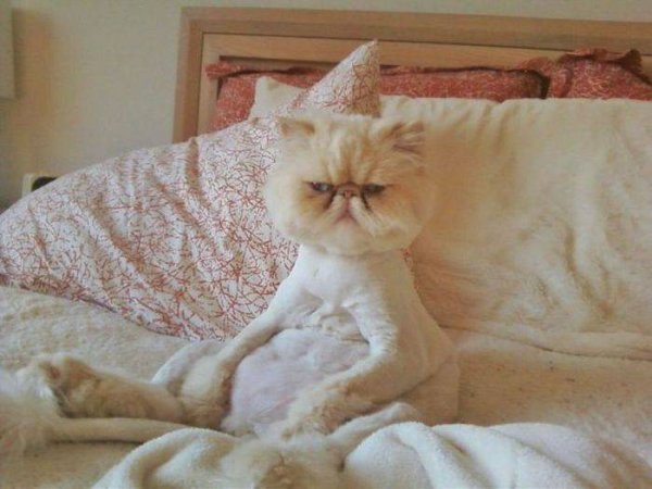 Кота разбудили