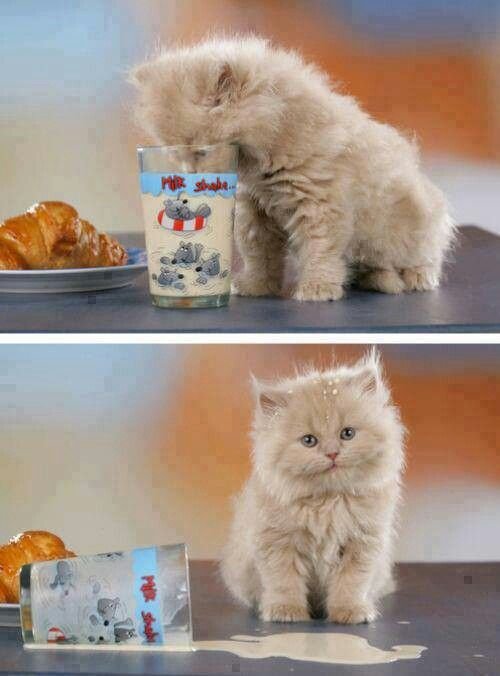 Я русский котенок