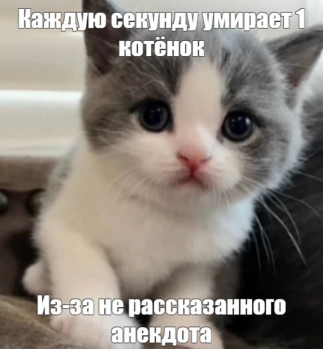 С котенком и кубиками
