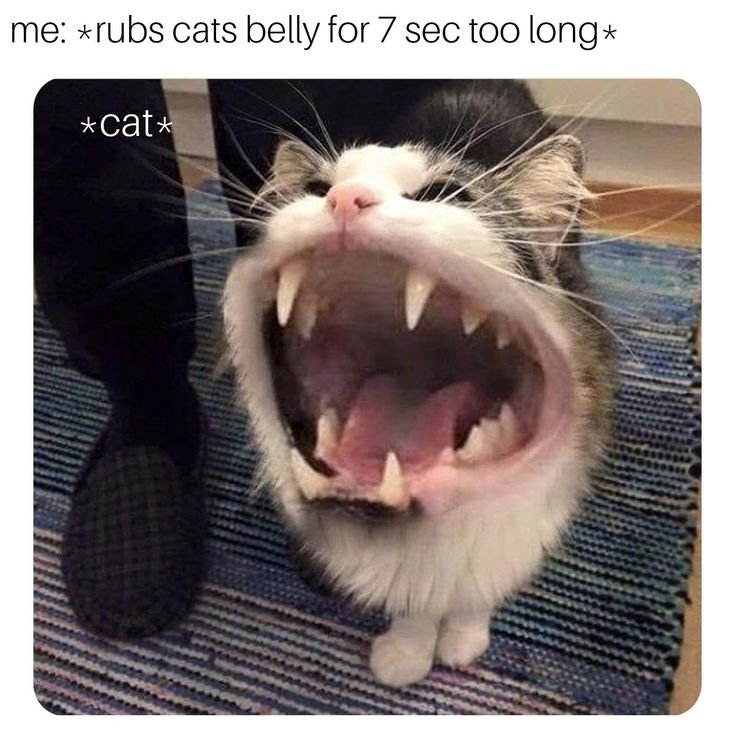 Мяуканье кота