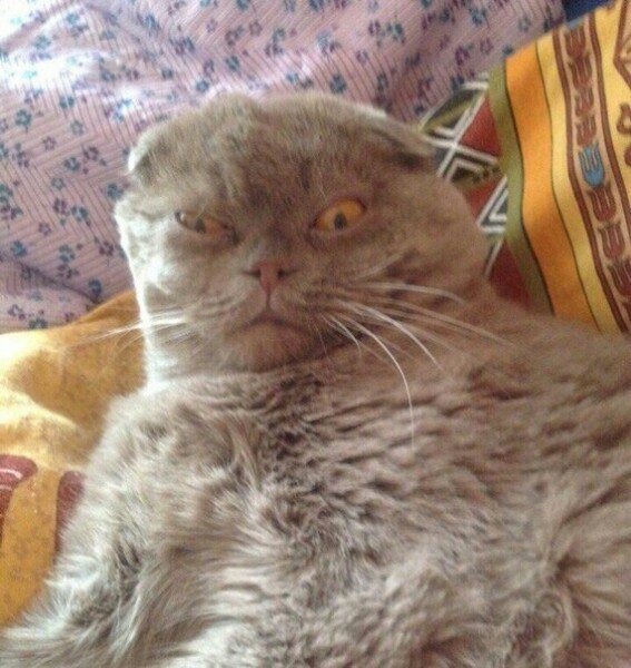 Кот проснулся Мем