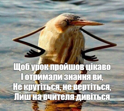 Птичка киви так блэт