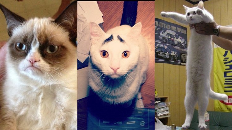 Кото Мем с надписями