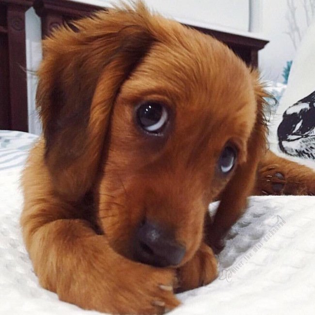 Собака строит глазки