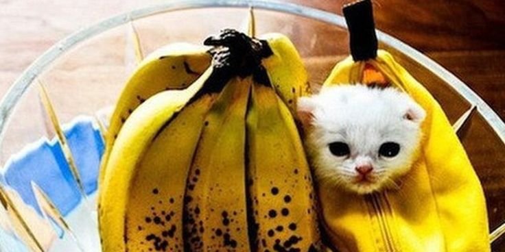 Котенок в банане