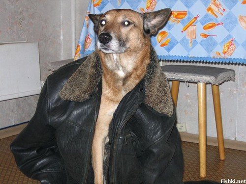 Собака в куртке