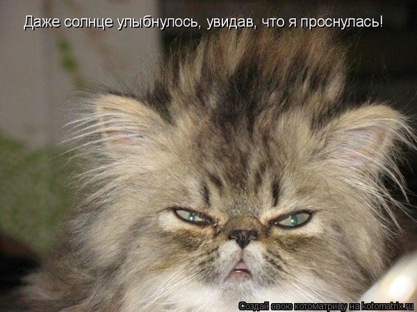 Злой Сонный кот