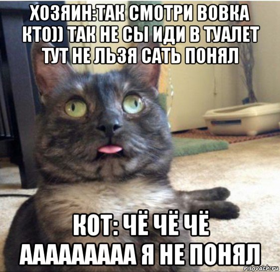 Коты мемы