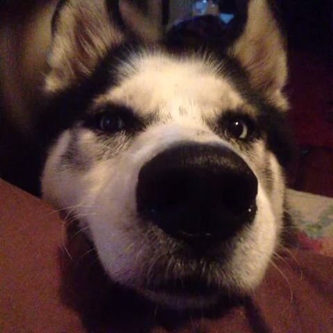 Собака улыбается