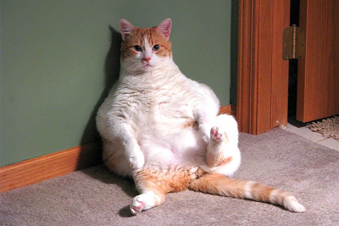 Толстый кот