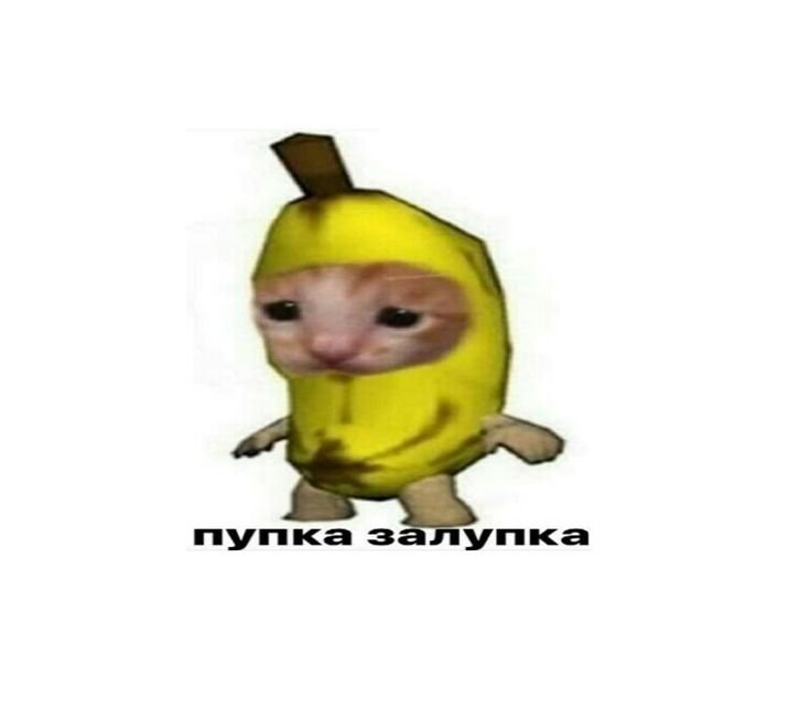 Кот в банане на аву